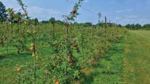 Piecing Together The Organic Puzzle