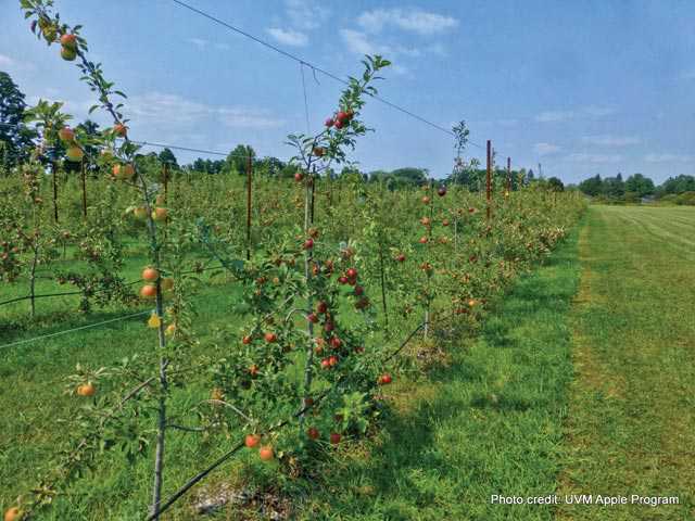 Piecing Together The Organic Puzzle