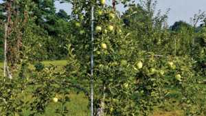 $80M Allocated for Agriculture Sustainability Projects