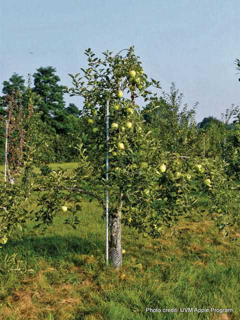 Virginia Tech Research Center Receives Grant To Study Organic Production