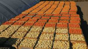 Mini Pumpkin Entrepreneurs Expand Globally