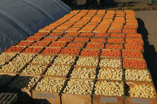 Mini Pumpkin Entrepreneurs Expand Globally