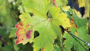 Forum On Red Leaf Viruses Scheduled