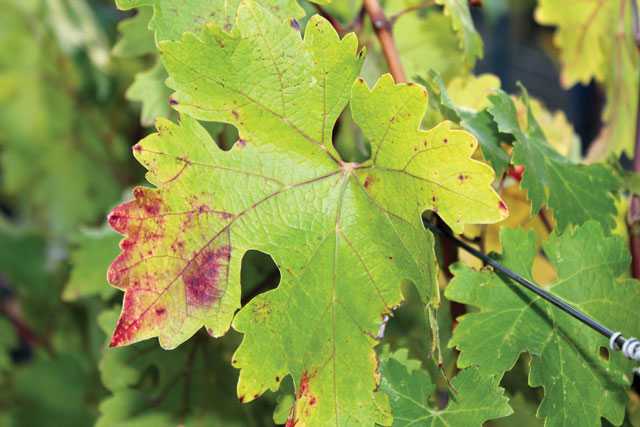 Forum On Red Leaf Viruses Scheduled