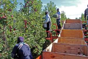 Wafler harvest platform picking zones