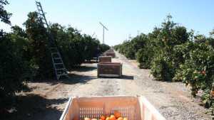 California Citrus Industry Pegs Freeze Damage At $441 Million