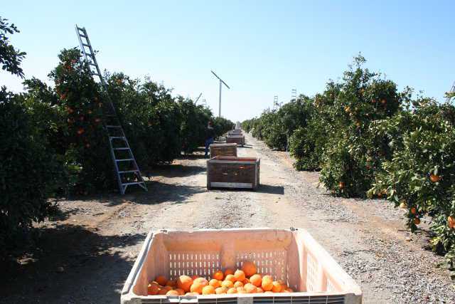 California Grower Launches New Website