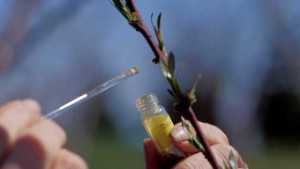 Big Bucks Given To Grow Better Fruit Crops