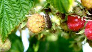 PNW Fruit Growers Keeping Tabs On Stink Bug