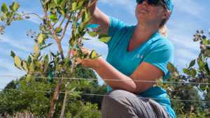New Blueberry Growing System Could Help Improve Efficiency