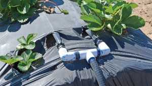 Clue Into Chemigation Best Practices