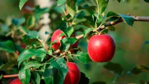 Italian Apple Variety Soon To Be Planted In California