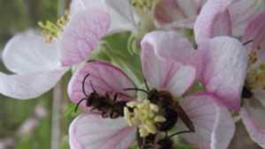Organic Fruit Production Pollinator Conservation Tactics