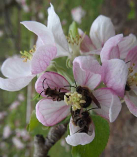 Native Mining Bee Can Be Efficient Apple Pollinator