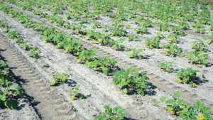 Know How To Knock Back Nematodes