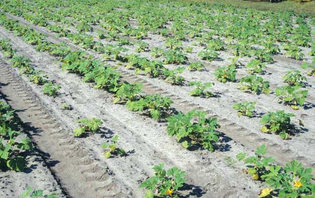 Know How To Knock Back Nematodes