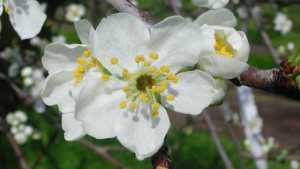 Managing Heat Stress At Bloom In Prunes
