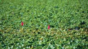 California Farmworker Files Lawsuit Over Gerawan Farming Election