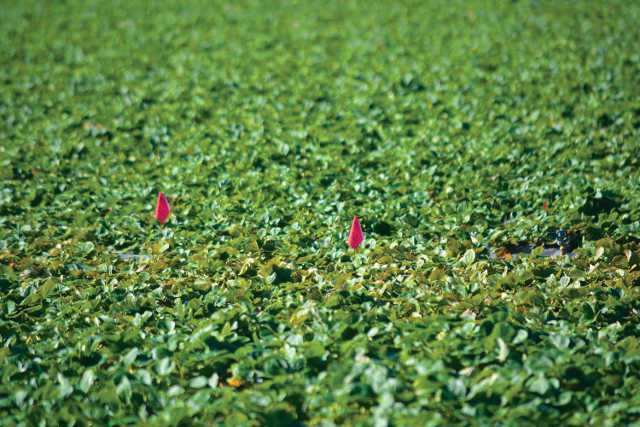 California Farmworker Files Lawsuit Over Gerawan Farming Election