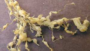Know Your Nematodes