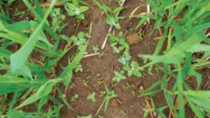 Manage Weeds Using Cover Crops