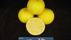 6 New Citrus Cultivars Approved For Release