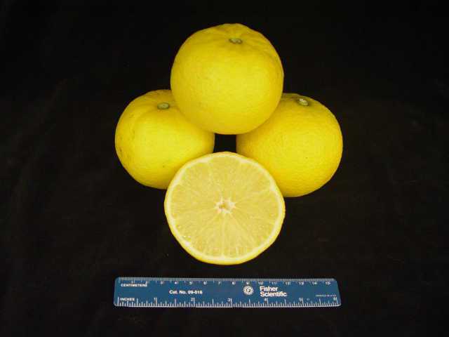 6 New Citrus Cultivars Approved For Release