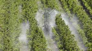 Targeted Spraying In Apple Orchards