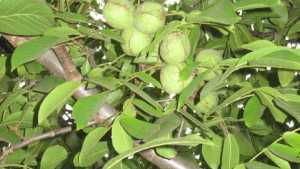 Walnut Experts To Gather In Stockton