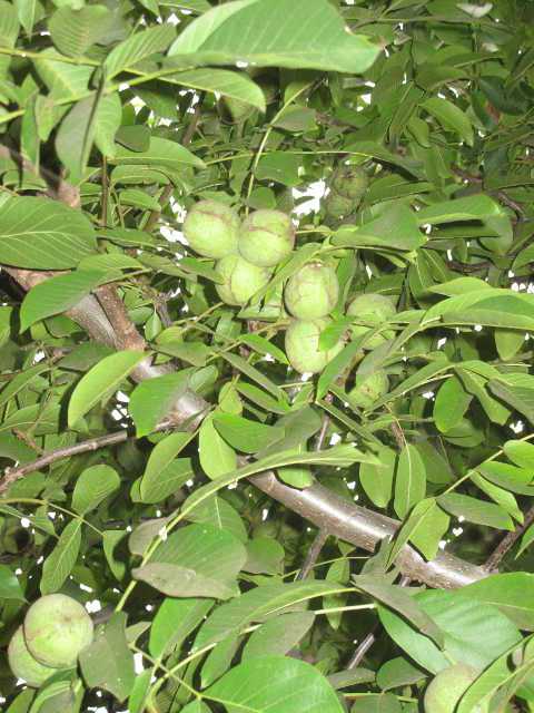Fungicide Registered For Walnut Botryosphaeria Blight in California