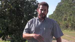 Root Sample Data Shows Link Between Citrus Greening And Phytophthora