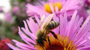 New Pollination Management Video Released