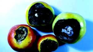 Learn To Avoid These Six Tomato Disorders