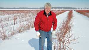 Pruning Blueberries Is An Art Of Balance