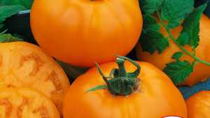 Latest Winning Varieties From Seeds By Design