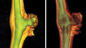 Time To Check Your Crops For Winter Injury