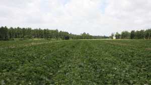 Welcome To The 2014 Vegetable Variety Trials