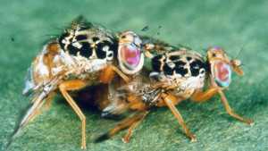 Sex Appeal Matters For Crop-Saving Sterile Flies