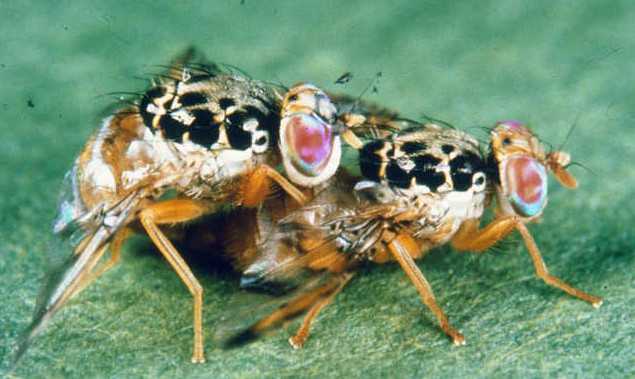 Sex Appeal Matters For Crop-Saving Sterile Flies