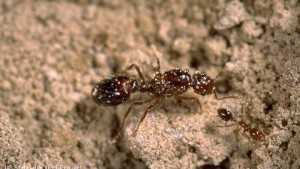 Red Imported Fire Ants Feed On Tissue And Buds Of Almonds