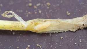 Avoid The Scorn Of Seedcorn Maggots