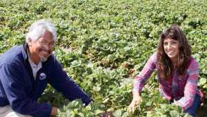 California Strawberry Grower Trials Raised Bed Growing System