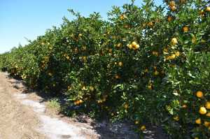 Duda Citrus Division 