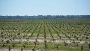 Positive Attitudes Promote Citrus Planting