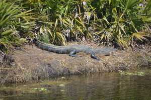 Duda Citrus Division Wildlife