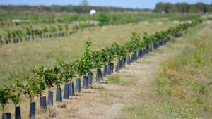Groundwork Set For Fruitful Future In Florida Citrus