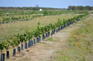 Duda Citrus Division Young Trees
