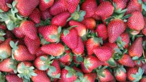 Judge Upholds Lawsuit Filed By California Strawberry Commission