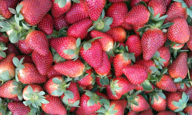 New Research Highlights California Strawberry Growers’ Huge Impact On Society