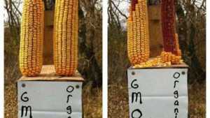 Colorado, Oregon Voters Say No To Labeling GMOs